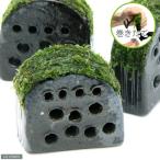 ( водоросли ) наматывать длина . креветка. начальная школа ja Ian to Южная Америка Willow Moss есть ( подводный лист )( нет пестициды )(1 шт )