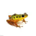 ( земноводные ) клубника yadokga L одеколон *isla colon~(1 шт ) Hokkaido * Kyushu авиапочта необходимо теплоизоляция 