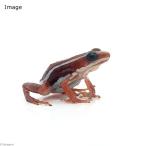 ( земноводные )miiroyadokga L солнечный Thai The bela*santa isabella~(1 шт ) Hokkaido * Kyushu авиапочта необходимо теплоизоляция 