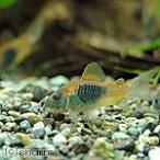 ( тропическая рыба ) Corydoras *benezela orange (1 шт ) Hokkaido * Kyushu авиапочта необходимо теплоизоляция 