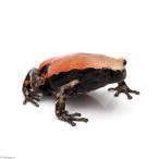 ( земноводные ) маленький размер nazoga L WC особь ML размер (1 шт ) Hokkaido * Kyushu авиапочта необходимо теплоизоляция 