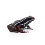 ( земноводные ) Anthony yadokga L анкер s*ankas~(1 шт ) Hokkaido * Kyushu авиапочта необходимо теплоизоляция 