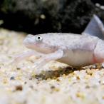 （両生類）アフリカツメガエル（５０匹）　活餌