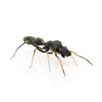 （昆虫）アリグモ　オス　ＷＣ個体（１匹）ハエトリグモ　北海道・九州航空便要保温