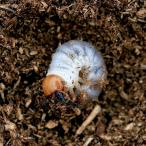（昆虫）ネパールコクワガタ　ネパール　トゥリスリ産　幼虫（２〜３令）（１匹）　北海道・九州航空便要保温