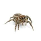 ( насекомое ) коричневый волокно мухи toligmo. body WD(1 шт ) мухи toligmo Hokkaido * Kyushu авиапочта необходимо теплоизоляция 