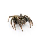 ( насекомое )mamijiro мухи toligmo женский WD(1 шт ) Hokkaido * Kyushu авиапочта необходимо теплоизоляция 