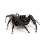 ( насекомое ) мужской черный мухи toligmo мужской WD(1 шт ) Hokkaido * Kyushu авиапочта необходимо теплоизоляция 