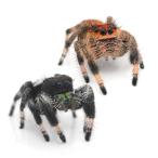 ( насекомое ) Reagal Jean булавка g Spider CB(1 пара ) Hokkaido авиапочта необходимо теплоизоляция 