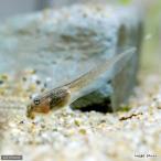 ( земноводные )ie Ame ga L super snow хлопья otamaja расческа (1 шт ) Hokkaido * Kyushu авиапочта необходимо теплоизоляция 