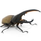 （昆虫）ヘラクレス・ヘラクレス　グアドループ産　成虫　オス１４７ｍｍ　メス６０ｍｍＵＰ（１ペア）　北海道・九州航空便要保温