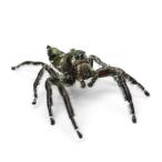( насекомое ) heavy Jean булавка g Spider мужской WD(1 шт ) мухи toligmo Hokkaido * Kyushu авиапочта необходимо теплоизоляция 