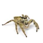 ( насекомое ) heavy Jean булавка g Spider женский WD(1 шт ) мухи toligmo Hokkaido * Kyushu авиапочта необходимо теплоизоляция 