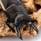 ( насекомое ) Wallace Prosopocoilus inclinatus Hal ma лопатка производство WD 45~49mm(1 пара )