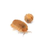 （昆虫）ダンゴムシ　ムリカタム　ＣＢ（５匹）