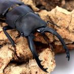 ( насекомое )gelachi Prosopocoilus inclinatus Вьетнам производство взрослое насекомое WF2 50~54mm(1 пара ) Hokkaido * Kyushu авиапочта необходимо теплоизоляция 