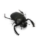 ( насекомое )hi Gigli tamaosikoganeScarabaeus sacer взрослое насекомое WD(1 шт )