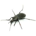 （昆虫）シナノアオオサムシ　成虫　メス　ＷＤ（１匹）