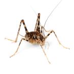 （昆虫）マダラカマドウマ　オス　成虫　ＷＤ（１匹）