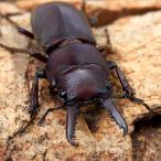 ( насекомое )ti Gris ns Prosopocoilus inclinatus bo Rene o производство взрослое насекомое размер свободный (1 пара )