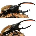 （昆虫）一点物　ヘラクレス・オキシデンタリス　エクアドル産　成虫　オス１４５ｍｍ　メス６７ｍｍ（１ペア）