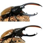 （昆虫）一点物　ヘラクレス・オキシデンタリス　エクアドル産　成虫　オス１４１ｍｍ　メス６８ｍｍ（１ペア）