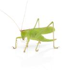 （昆虫）ハタケノウマオイ　メス　成虫　ＣＢ（１匹）