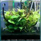 ショッピング水槽 （水草）小型水槽向け　水草１２種レイアウトセット　説明書付