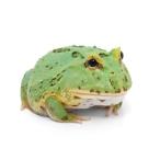 ( земноводные ) Clan well tsunoga L мята перечная М размер (1 шт ) Hokkaido * Kyushu авиапочта необходимо теплоизоляция 