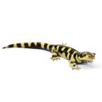 ( земноводные ) один пункт предмет Obi Tiger саламандра WC особь 810944(1 шт ) Hokkaido авиапочта необходимо теплоизоляция 