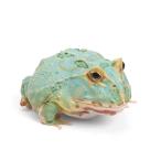 ( земноводные )(B товар ) Clan well tsunoga L мята перечная М размер (1 шт ) Hokkaido * Kyushu авиапочта необходимо теплоизоляция 