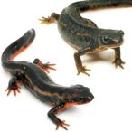 （両生類）シリケンイモリ２種セット（２匹