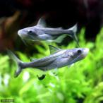 ( тропическая рыба ) жемчуг n(1 шт ) Hokkaido * Kyushu авиапочта необходимо теплоизоляция 