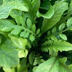 ( водоросли ) вода na старт chium( водный лист )( нет пестициды )(1 АО )