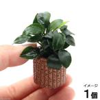 ( водоросли ) Anubias nana маленький жизнь мульти- ( чай )( водный лист )(1 шт )