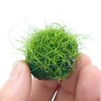 ヘアーグラスショート