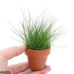 ( водоросли ) Mini неглазурованный фарфор . горшок волосы - стакан Short ( водный лист )( нет пестициды )(1 горшок )