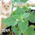 ( декоративное растение ) трава рассада котовник кошачий common 3 номер (3 pot ) кошка . огород 