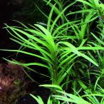 ( водоросли )eik ho runiasp. Сан-Франциско ( нет пестициды )( 1 шт. )