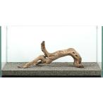 一点物　ゴーストウッド　大型水槽用　８８１０８９