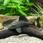 ( тропическая рыба ) золотой Thunder Royal Plecostomus S размер tapajos производство ( wild )(1 шт ) Hokkaido * Kyushu авиапочта необходимо теплоизоляция 