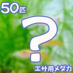 (めだか)生餌 エサ用メダカ(50匹) 活餌