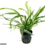 ( водоросли ) микро санки um narrow ( Toro pika pot )( нет пестициды )(3 pot минут )