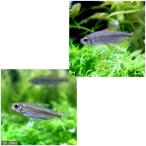 （熱帯魚）レインボー・コンゴテトラ（ワイ