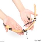 (bioto-b) лотос - s( белый ) рисовые клецки лотос (silatama автобус ). -слойный . маленький размер товар вид (1 pot минут )