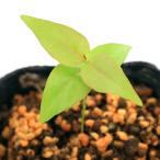 ( декоративное растение )pi язык ga( потертость nam Cherry )3 номер (1 pot )(.. состояние )