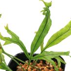 ( луговые и горные травы )sida(. зуб ) лев лист iwahitote( лев лист скала человек рука )3 номер (1 pot ) вечнозеленый . много год . надеты сырой растения 