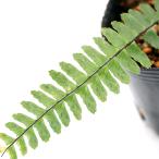 ( луговые и горные травы )sida(. зуб ) Tenryu n убирающаяся фара noo( небо дракон краска .no хвост )3 номер (1 pot ) вечнозеленый . много год .