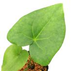 （山野草）カンアオイ（寒葵）オニカンアオイ（鬼寒葵）　青軸準素心　３号（１ポ…