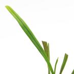 ( луговые и горные травы )sida(. зуб )bita задний (Vittaria)sp. Taiwan производство 3 номер (1 pot ) вечнозеленый . много год .